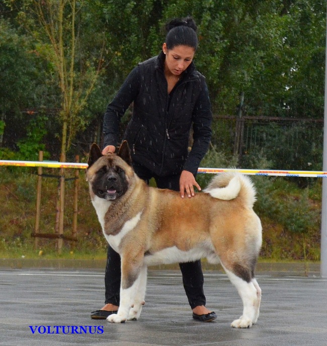 Dog Show in Sopot american akita stud dog