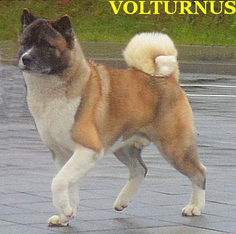 DANTE Volturnus